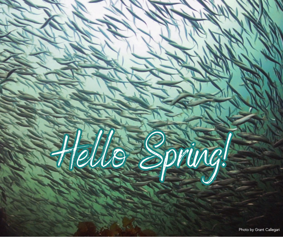 Spring Season Means One Thing Here on the Coast...