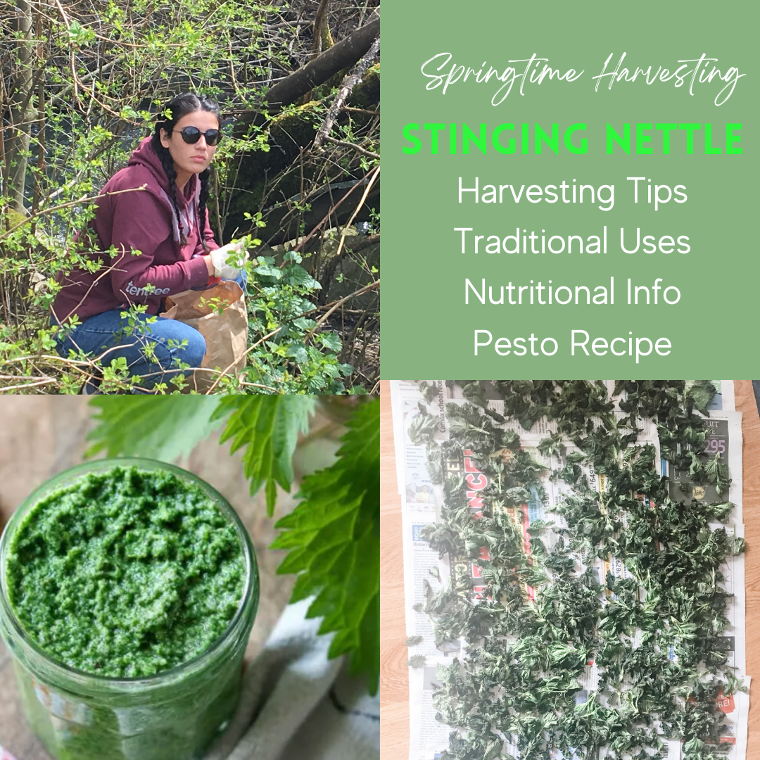 Spring Harvesting - Stinging Nettle