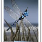 Native fine art print called Summer's Crescendo by indigenous artist Andy Everson